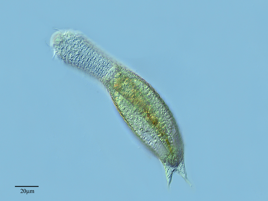 Представитель Семейства Chaetonotidae